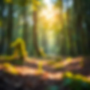 A path through a tranquil forest representing personal growth