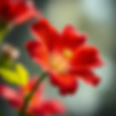 Close-up of a vibrant flower representing growth