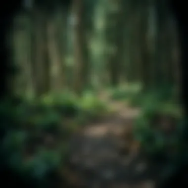 Diverging Paths: Navigating Adversity A path diverging in a dense forest, illustrating choices in the face of adversity