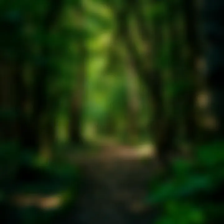 The Journey of Adaptability A path through a dense forest representing journey