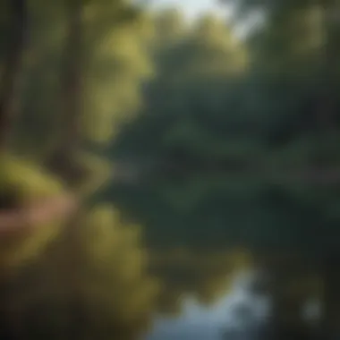 A tranquil pond surrounded by trees