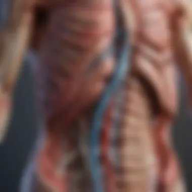 Exploring the Intricacies of Anatomy Illustration of anatomical structures