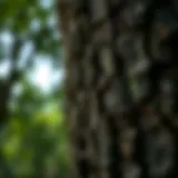 A close-up view of tree bark highlighting the intricate patterns and textures.
