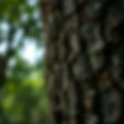 A close-up view of tree bark highlighting the intricate patterns and textures.