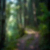 Pathway through a forest symbolizing the entrepreneurial journey